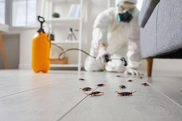 Post-Treatment Bed Bug Interceptor Monitoring in Nebo